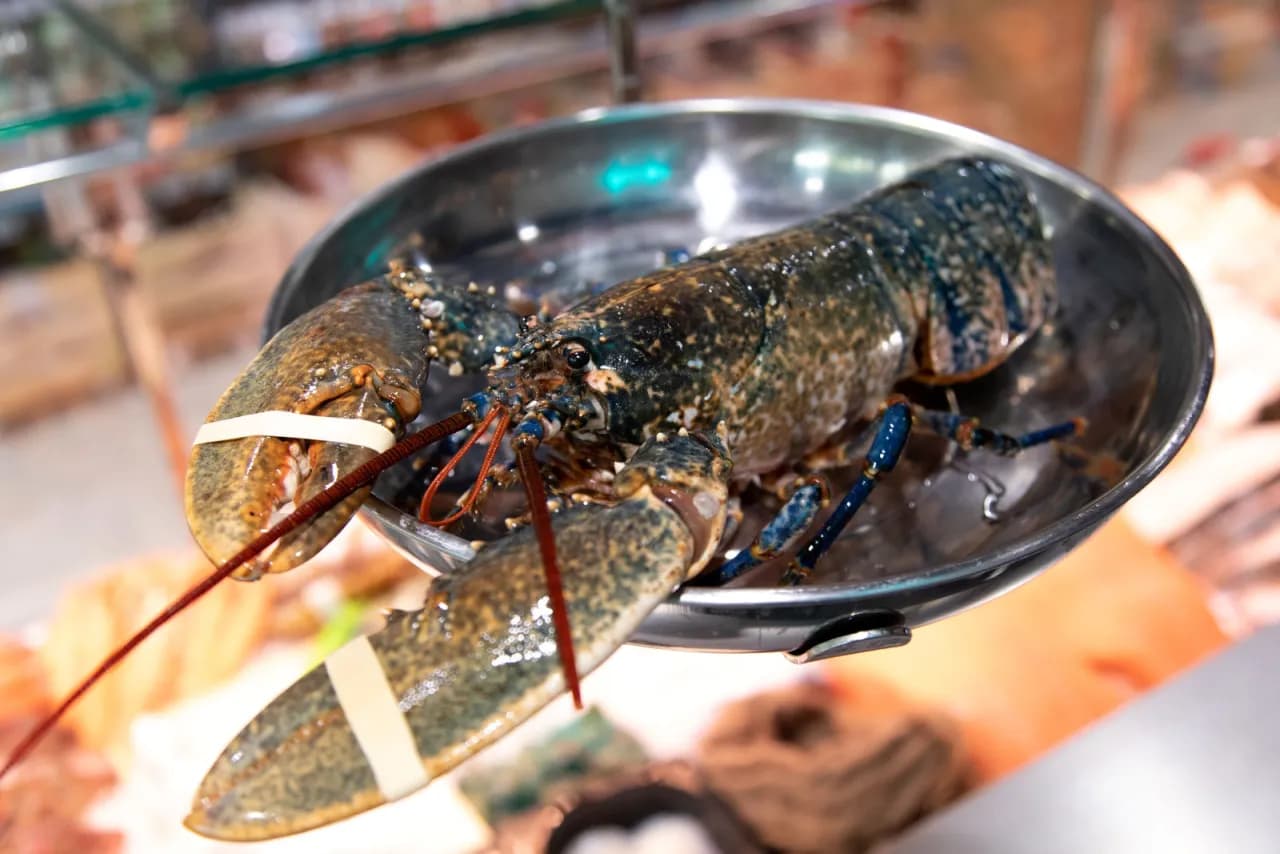 Czy homary czują ból? Fakty, które mogą Cię zaskoczyć