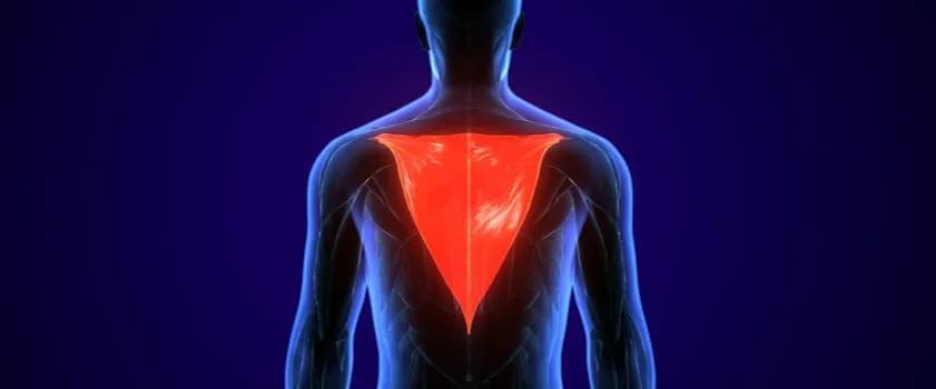 Napięty mięsień czworoboczny objawy – jak uniknąć bólu i dyskomfortu